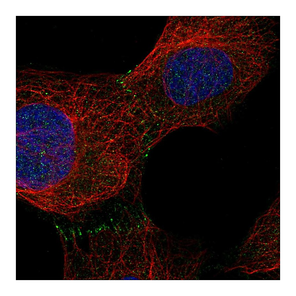 Atlas Antibodies Anti-C9orf3 Antibody