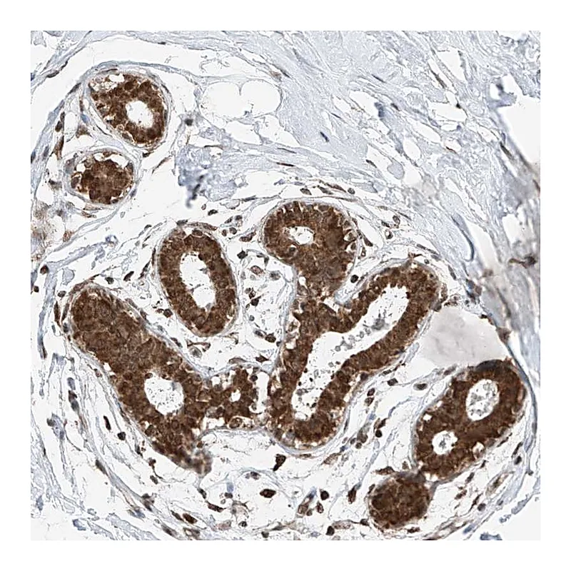 Atlas Antibodies Anti-C9orf66 Antibody