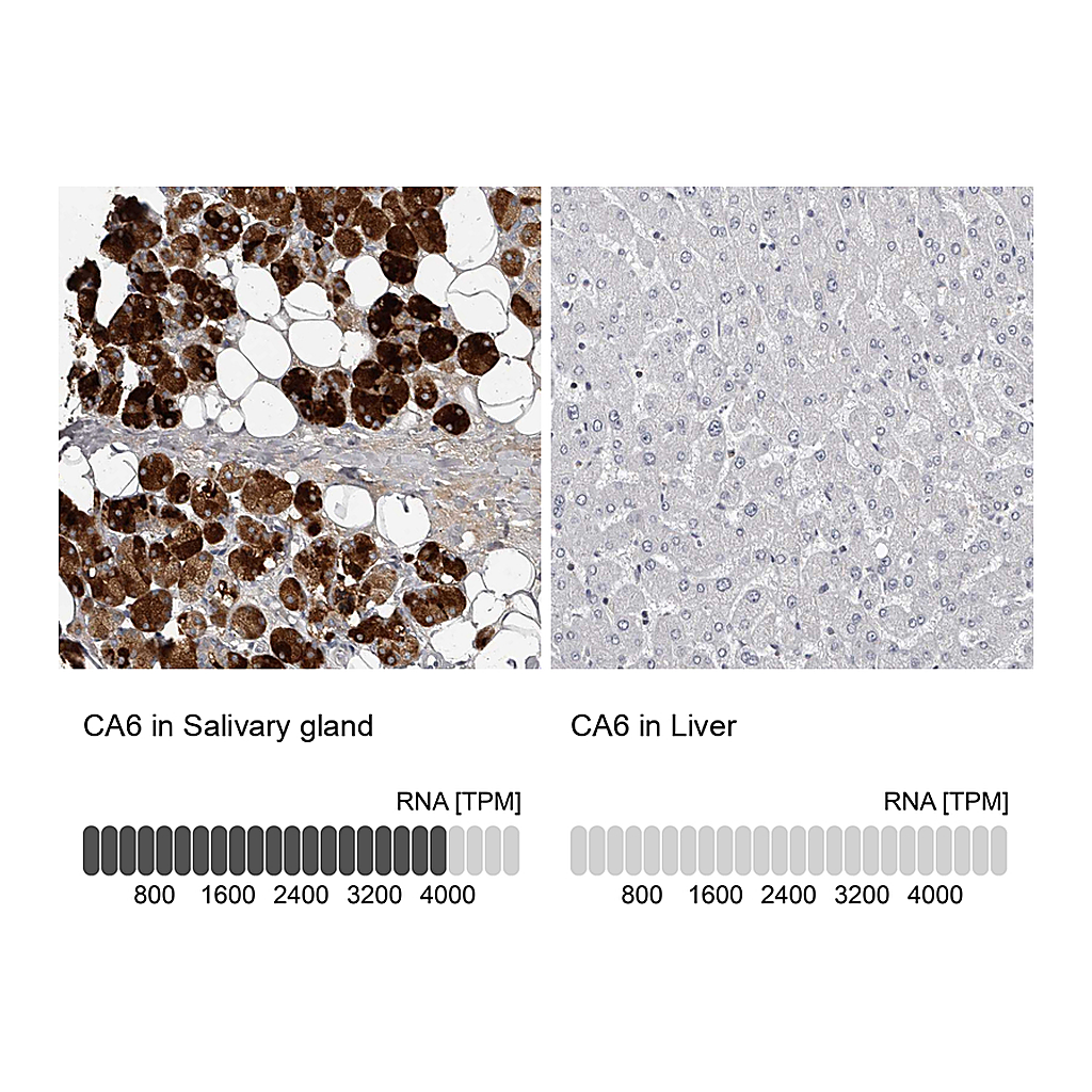 Atlas Antibodies Anti-CA6 Antibody