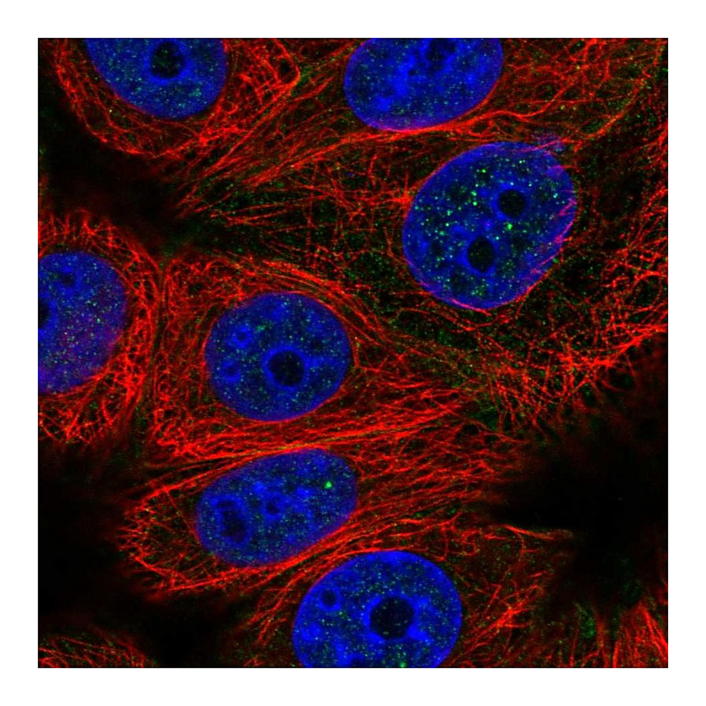 Atlas Antibodies Anti-CABLES2 Antibody