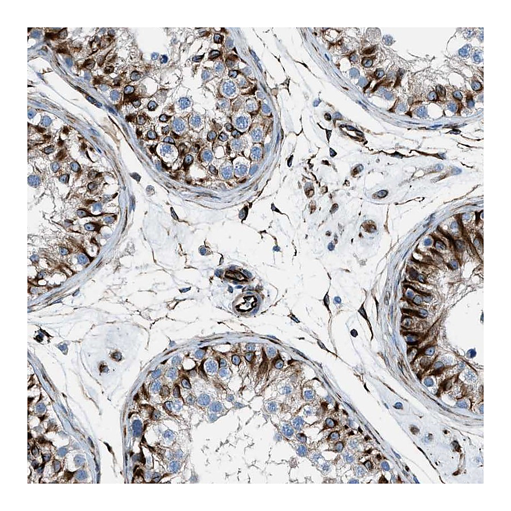 Atlas Antibodies Anti-CABP7 Antibody