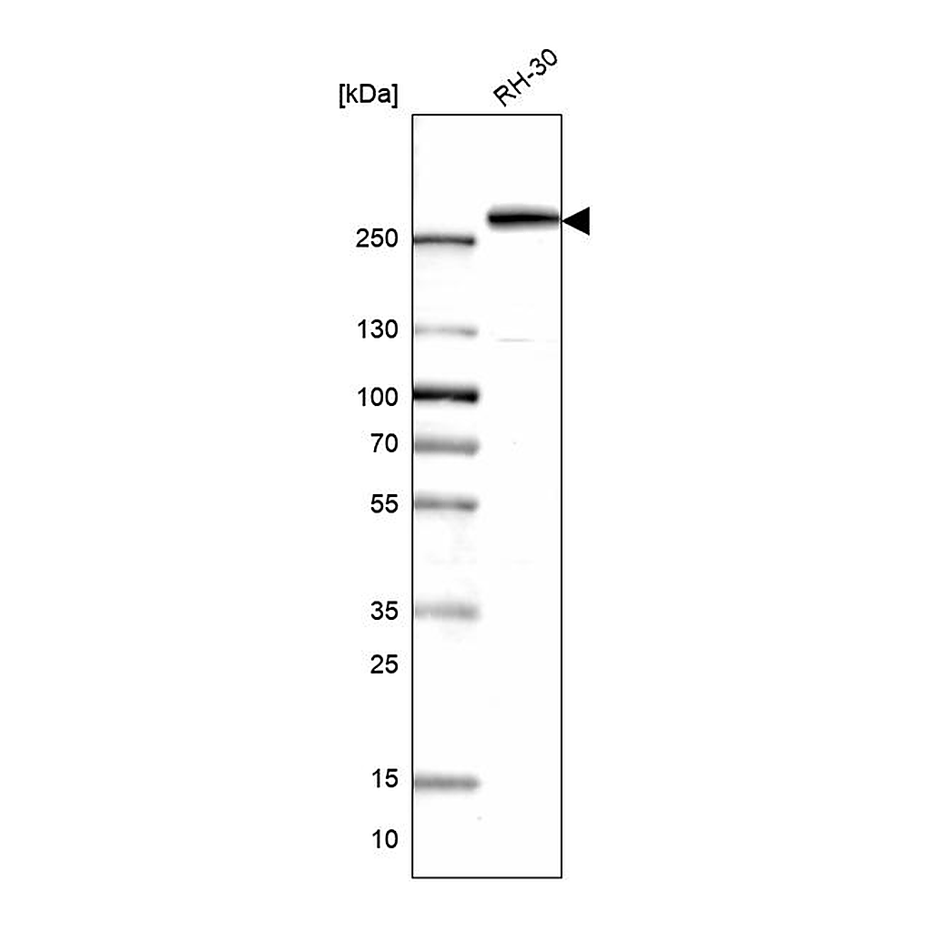 Atlas Antibodies Anti-CAD Antibody