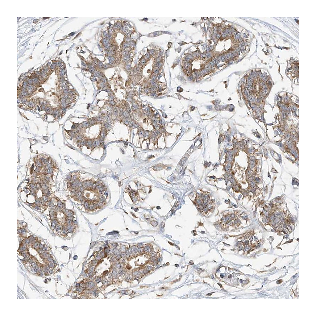 Atlas Antibodies Anti-CAGE1 Antibody