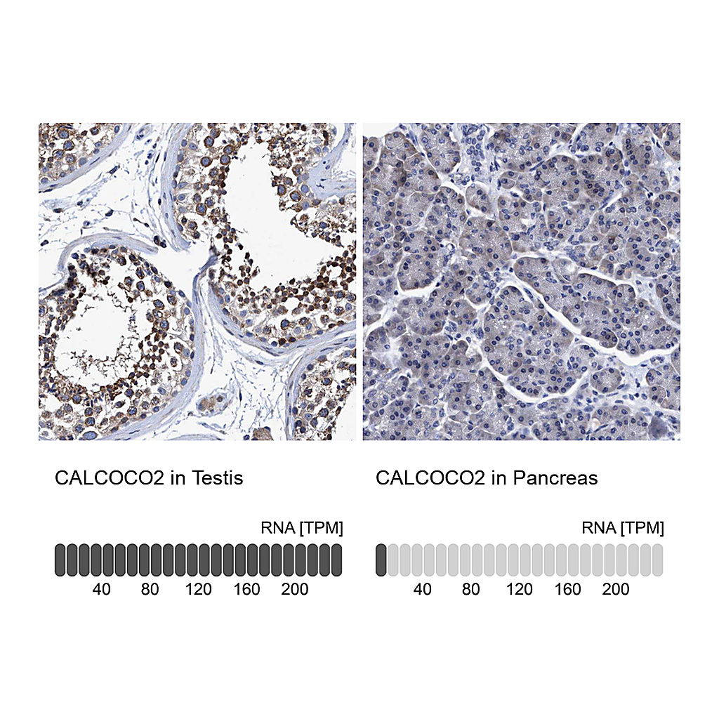 Atlas Antibodies Anti-CALCOCO2 Antibody
