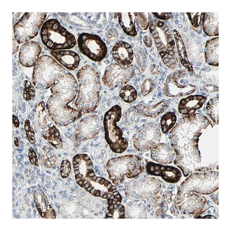 Atlas Antibodies Anti-CAND2 Antibody