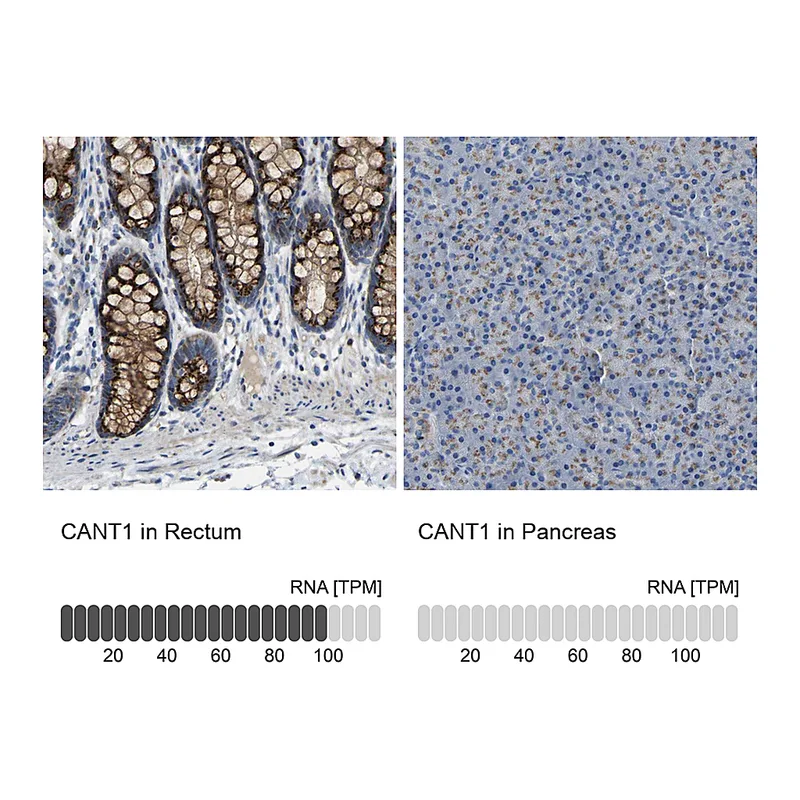 Atlas Antibodies Anti-CANT1 Antibody
