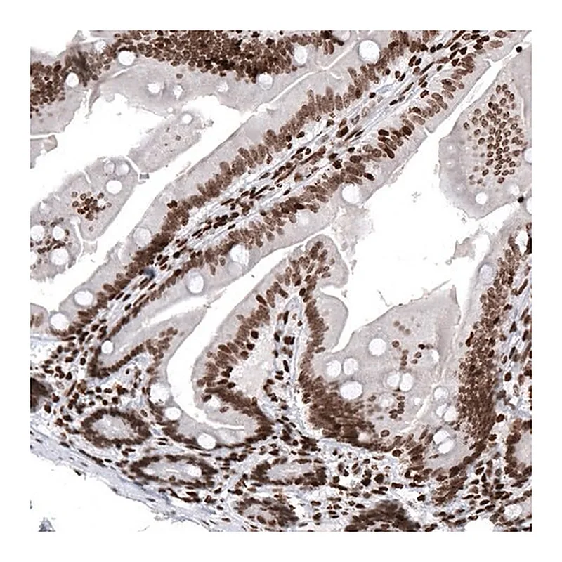 Merck Monoclonal Anti-HIST1H2AG antibody produced in mouse