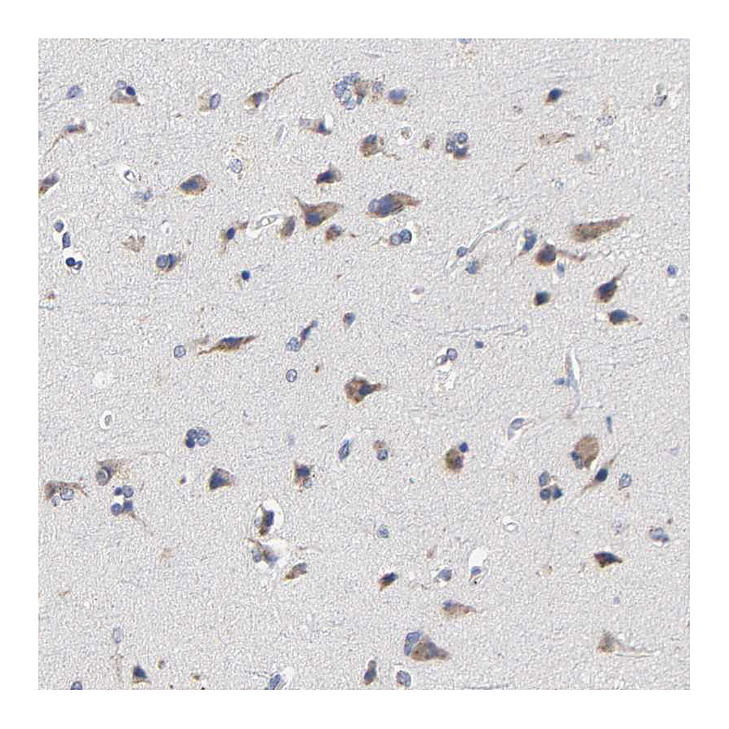 Atlas Antibodies Anti-CAPN10 Antibody