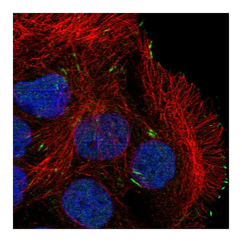 Atlas Antibodies Anti-CAPN12 Antibody