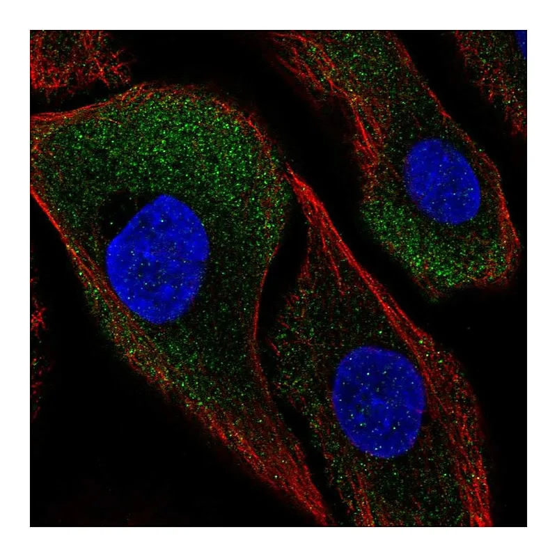 Atlas Antibodies Anti-CAPNS2 Antibody