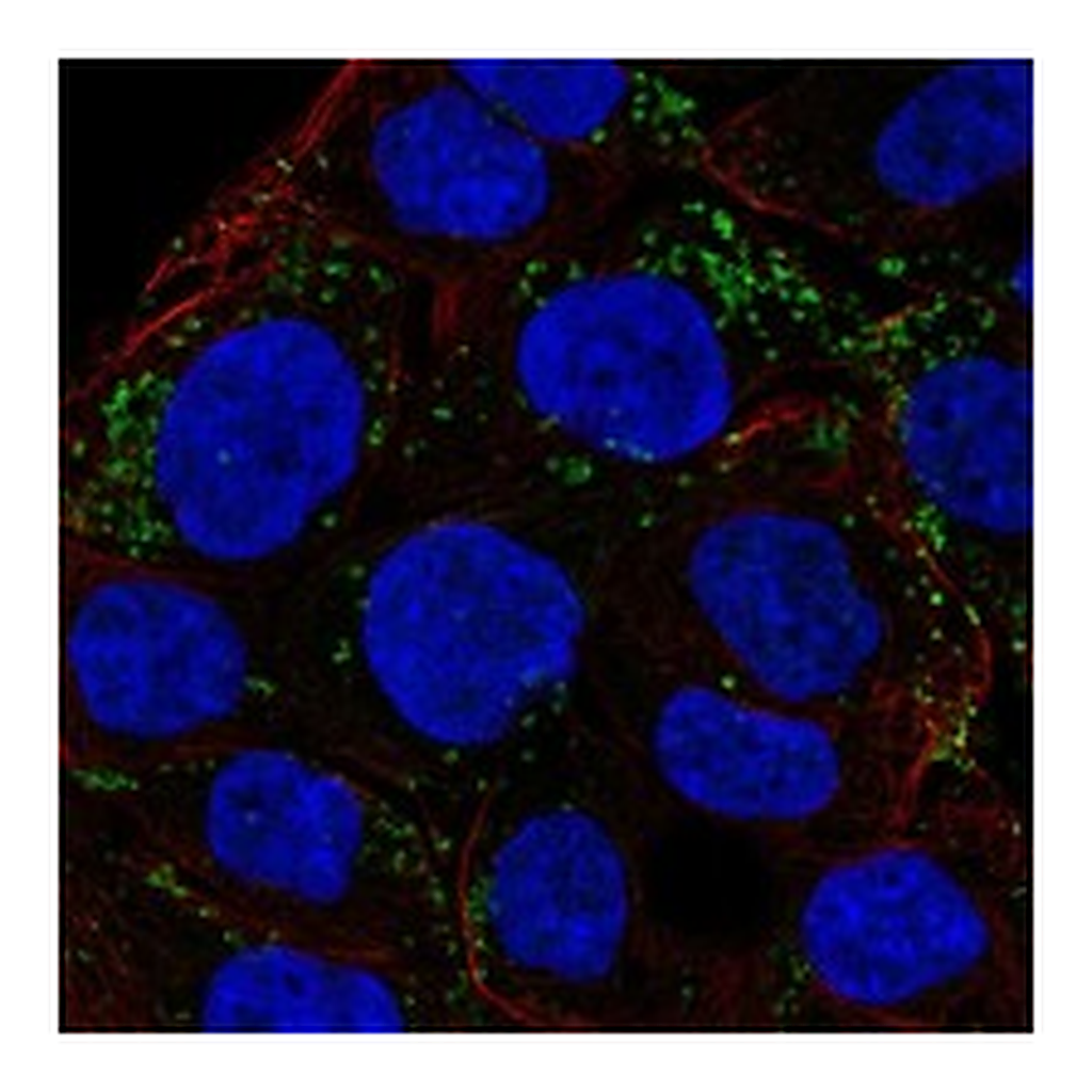 Atlas Antibodies Anti-CAPN9 Antibody