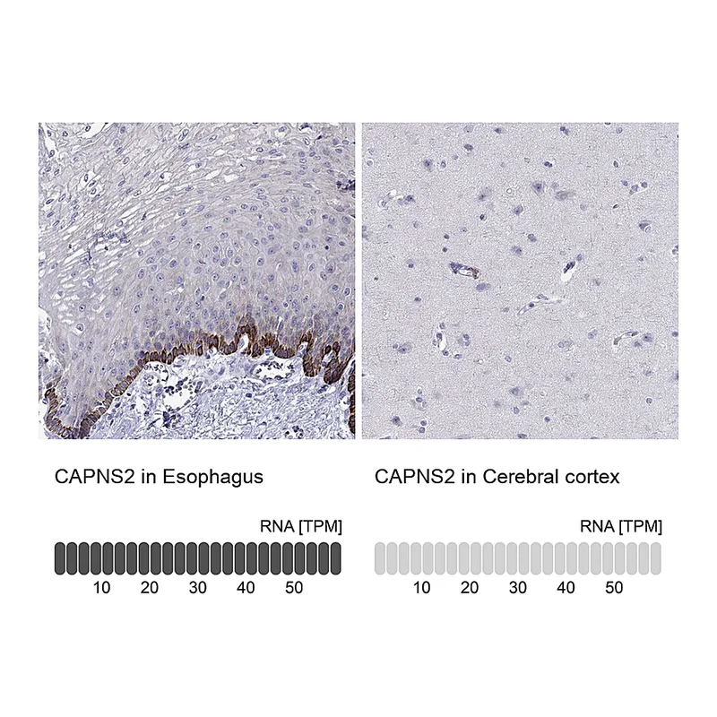 Atlas Antibodies Anti-CAPNS2 Antibody