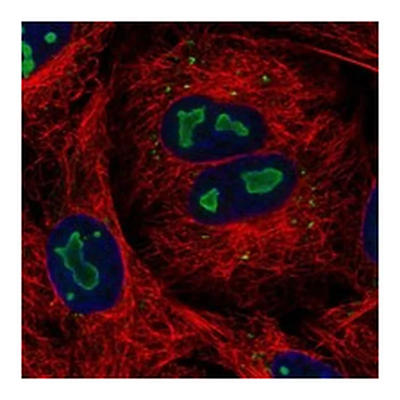 Atlas Antibodies Anti-CAPS2 Antibody