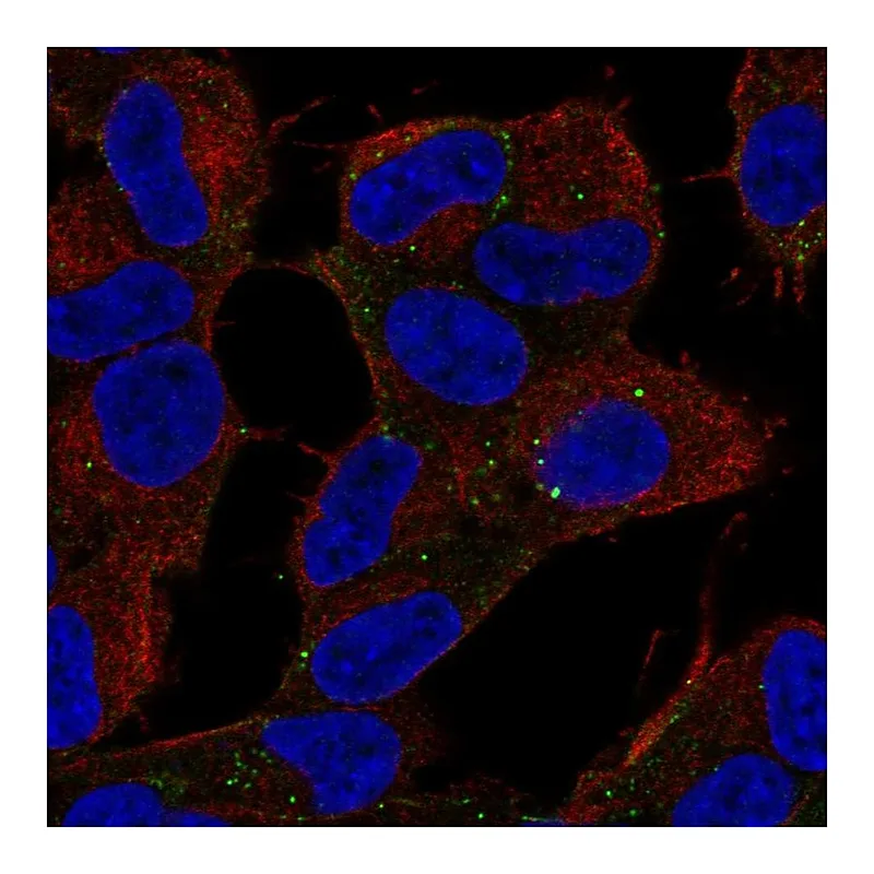Atlas Antibodies Anti-CARF Antibody