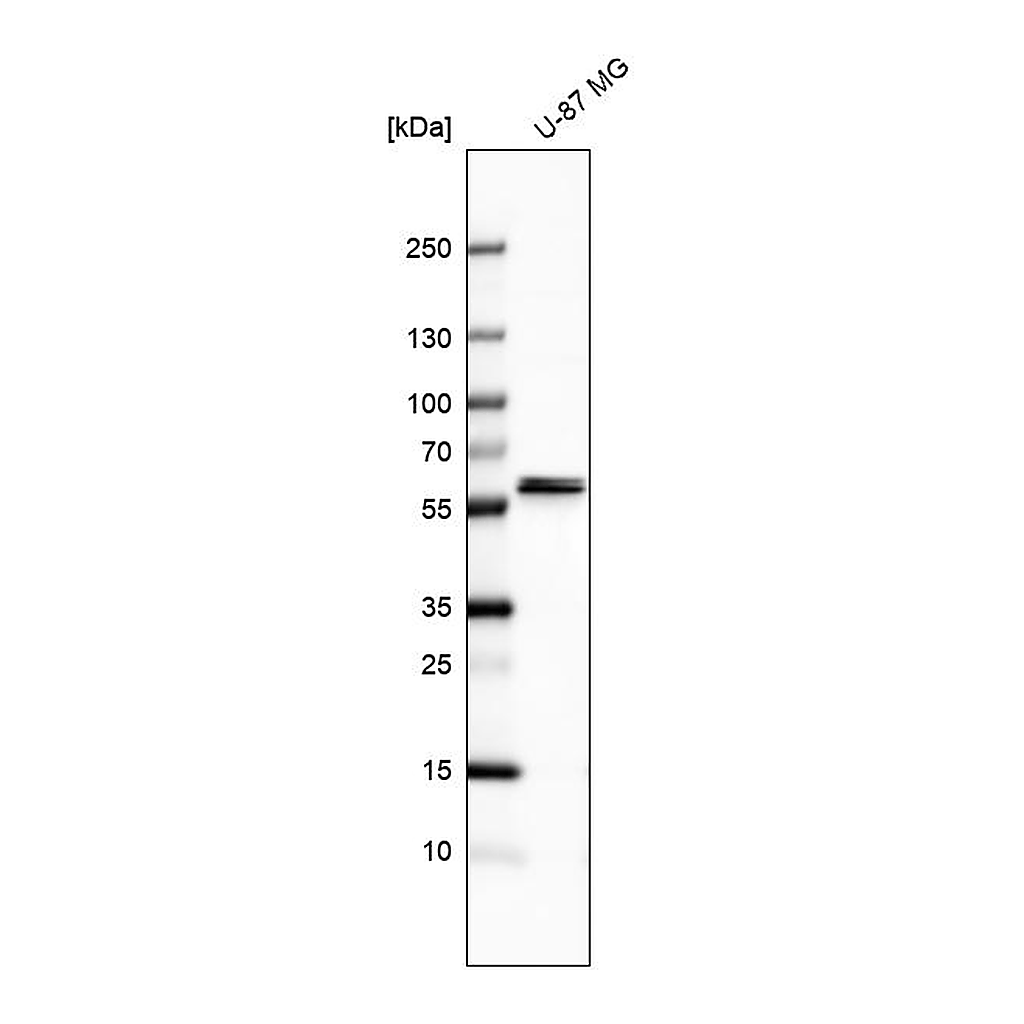 Atlas Antibodies Anti-CARS2 Antibody