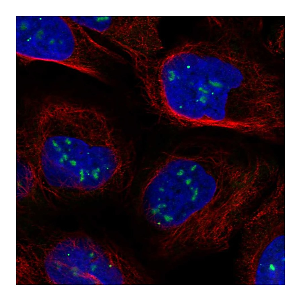 Atlas Antibodies Anti-CASP8AP2 Antibody