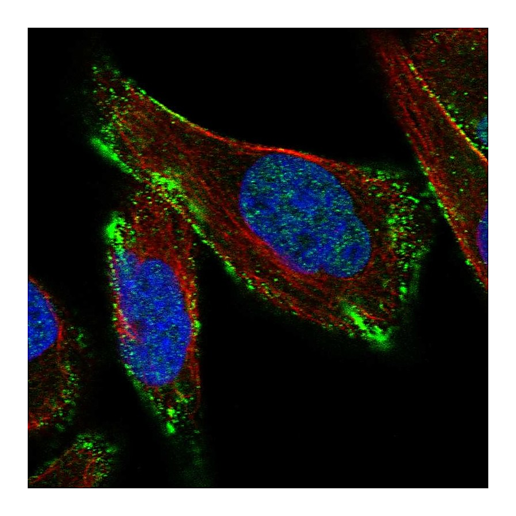 Atlas Antibodies Anti-CAV3 Antibody