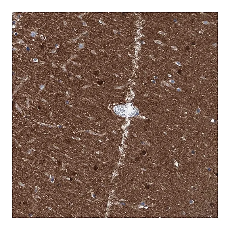 Atlas Antibodies Anti-CBLN3 Antibody