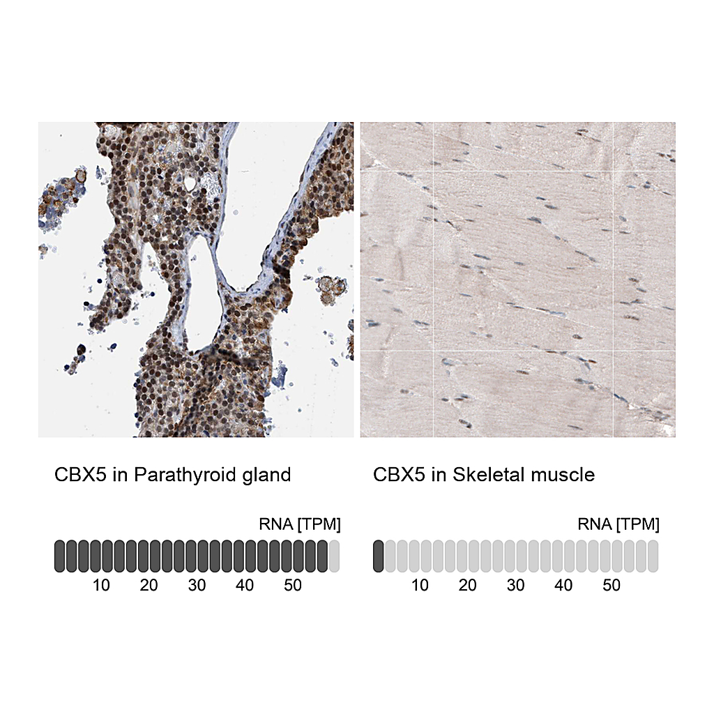Atlas Antibodies Anti-CBX5 Antibody