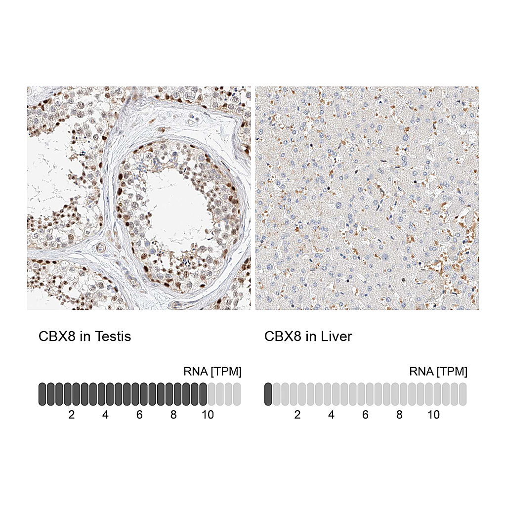 Atlas Antibodies Anti-CBX8 Antibody