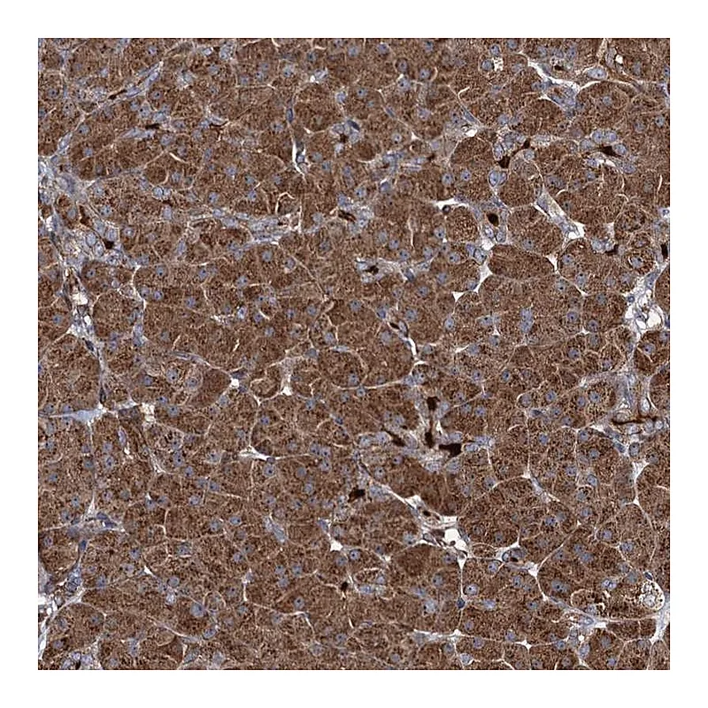 Atlas Antibodies Anti-CCDC102A Antibody