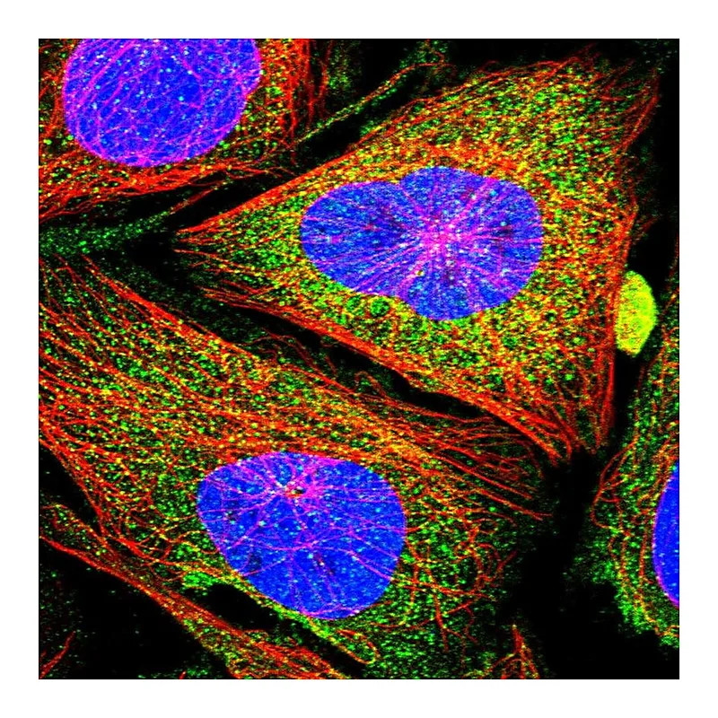 Atlas Antibodies Anti-CCBE1 Antibody