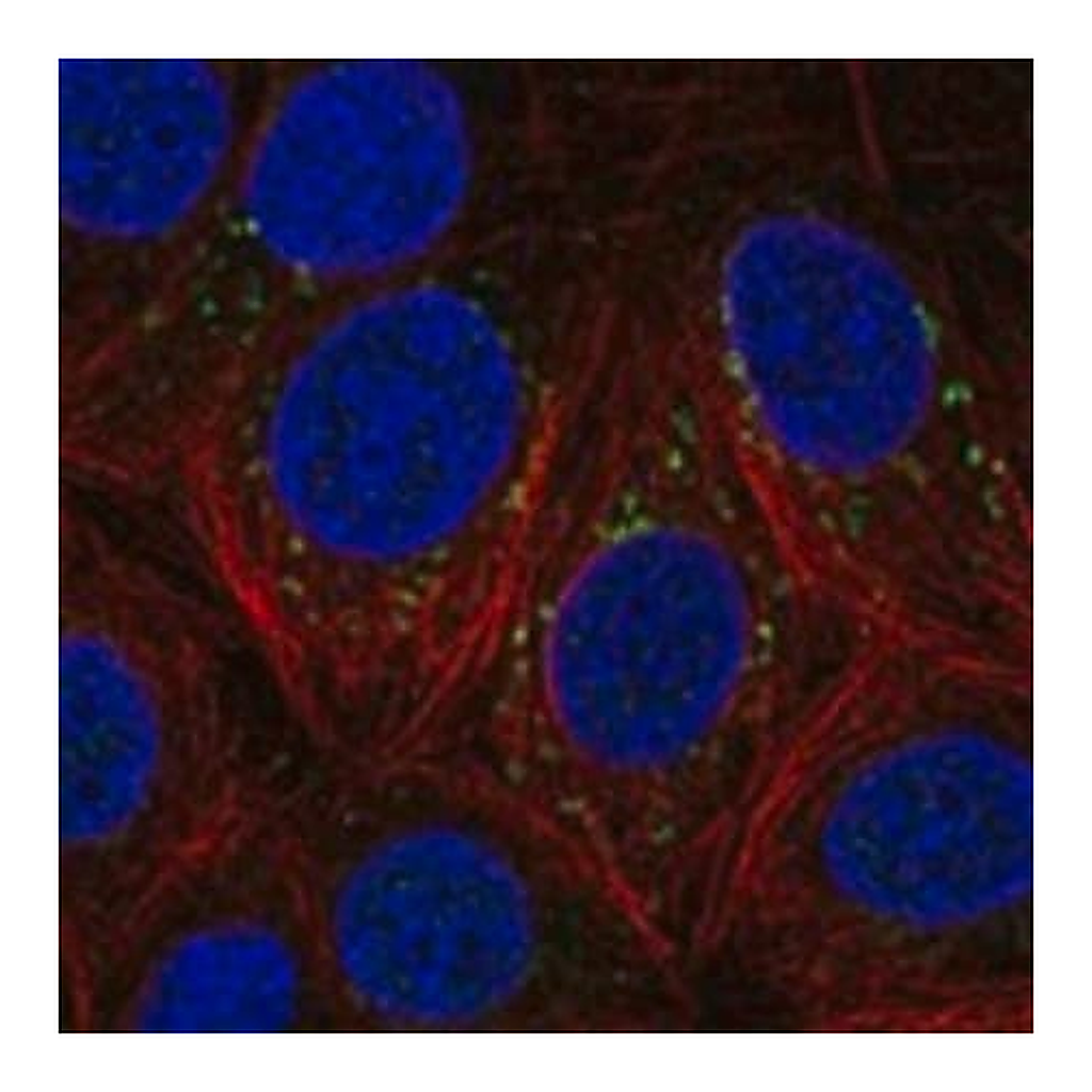 Merck Anti-DSCAM antibody produced in rabbit