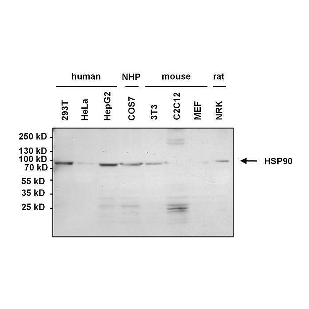 Thermo Fisher Scientific Goat anti-Mouse IgG, IgM (H+L) Cross-Adsorbed Secondary Antibody, HRP