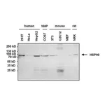 Thermo Fisher Scientific Goat anti-Mouse IgG, IgM (H+L) Cross-Adsorbed Secondary Antibody, HRP