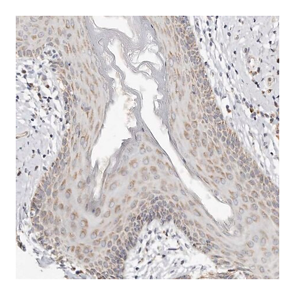 Merck Anti-KDF1 antibody produced in rabbit