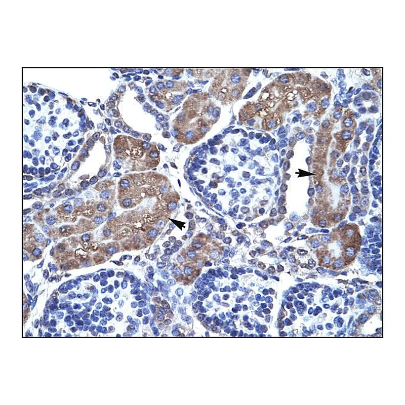 Merck Anti-PAX7 antibody produced in rabbit