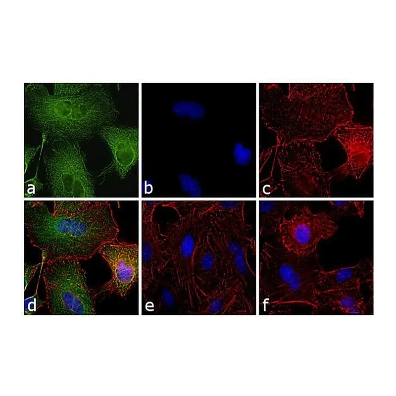 Thermo Fisher Scientific Donkey anti-Rat IgG (H+L) Secondary Antibody, FITC
