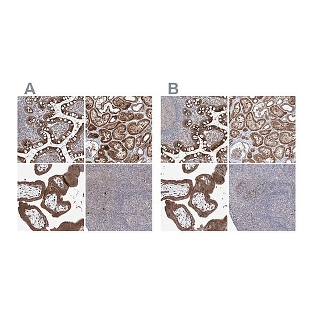Merck Anti-KLC4 antibody produced in rabbit
