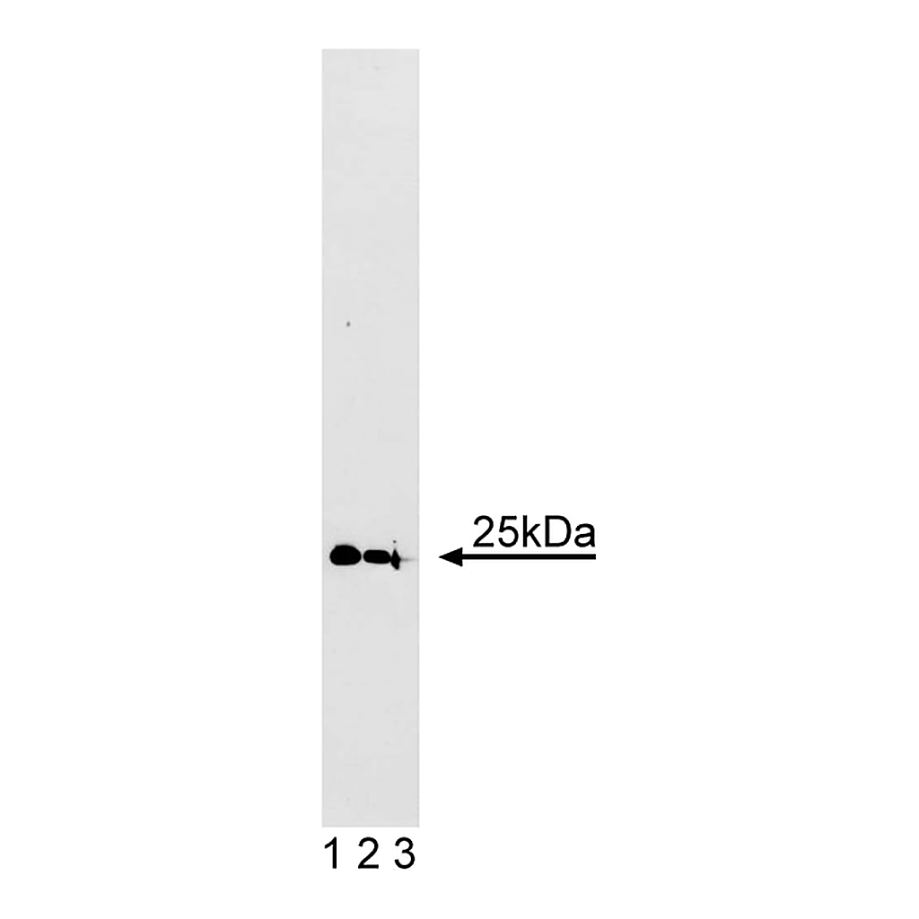 BD Purified Mouse Anti-Rab5