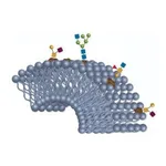 Merck BIOSHELL GLYCAN 2.7UM 10CM X 4.6MM ID &