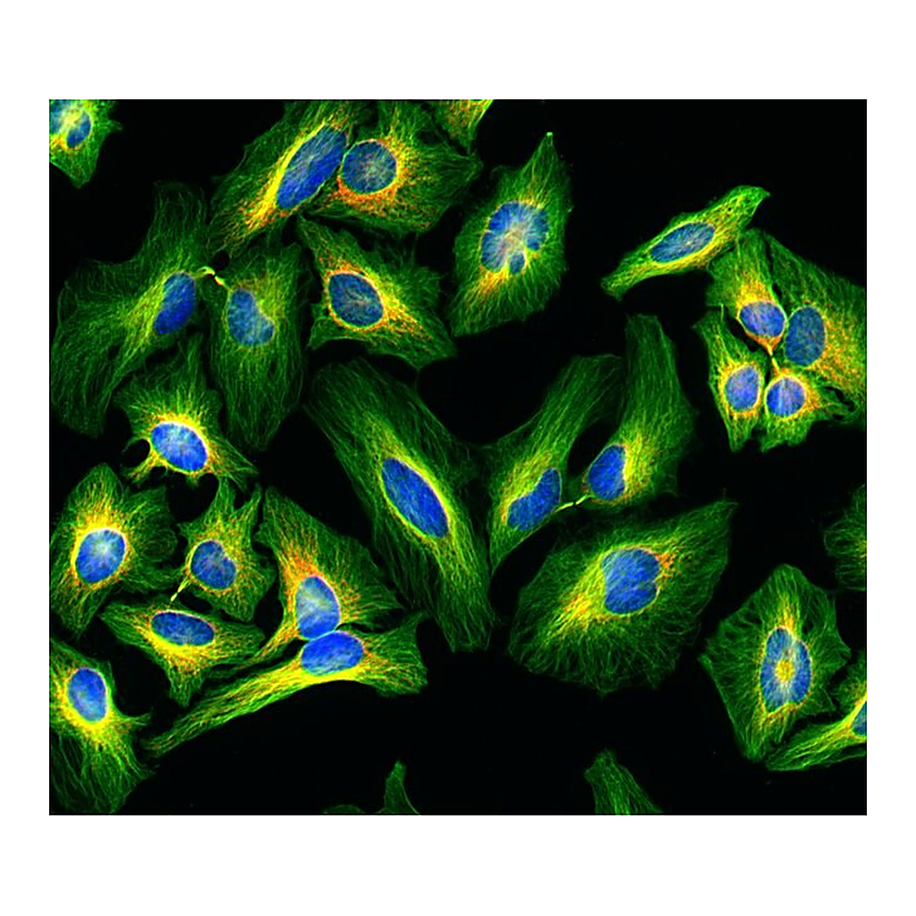 Thermo Fisher Scientific Goat anti-Rat IgG (H+L) Highly Cross-Adsorbed Secondary Antibody, Alexa Fluor Plus 488