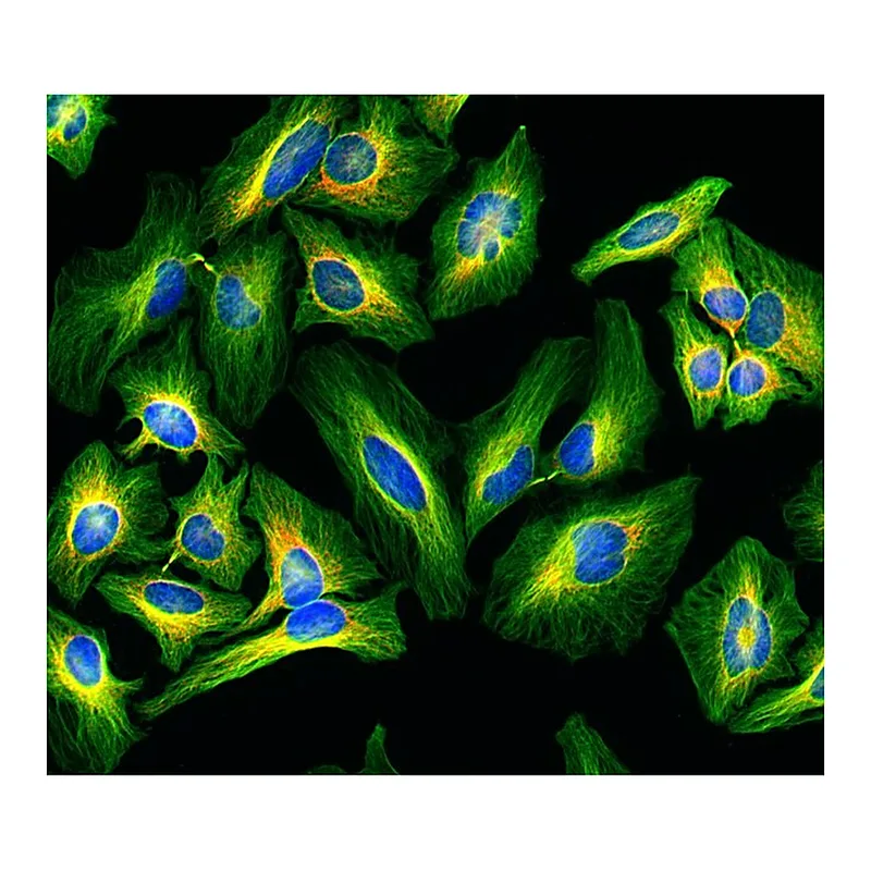 Thermo Fisher Scientific Goat anti-Rat IgG (H+L) Highly Cross-Adsorbed Secondary Antibody, Alexa Fluor Plus 488