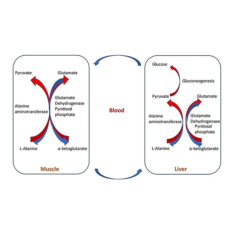 Merck Alanine Metabolite Library