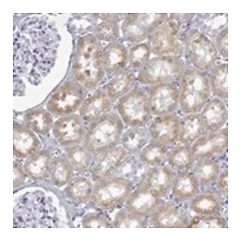 Merck Anti-FMO1 antibody produced in rabbit