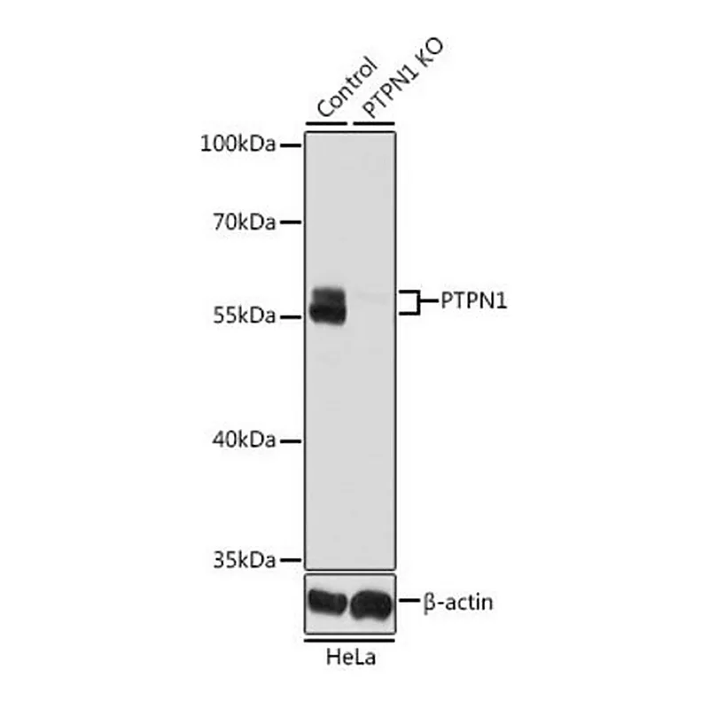 Merck Anti-PTPN1 antibody produced in rabbit