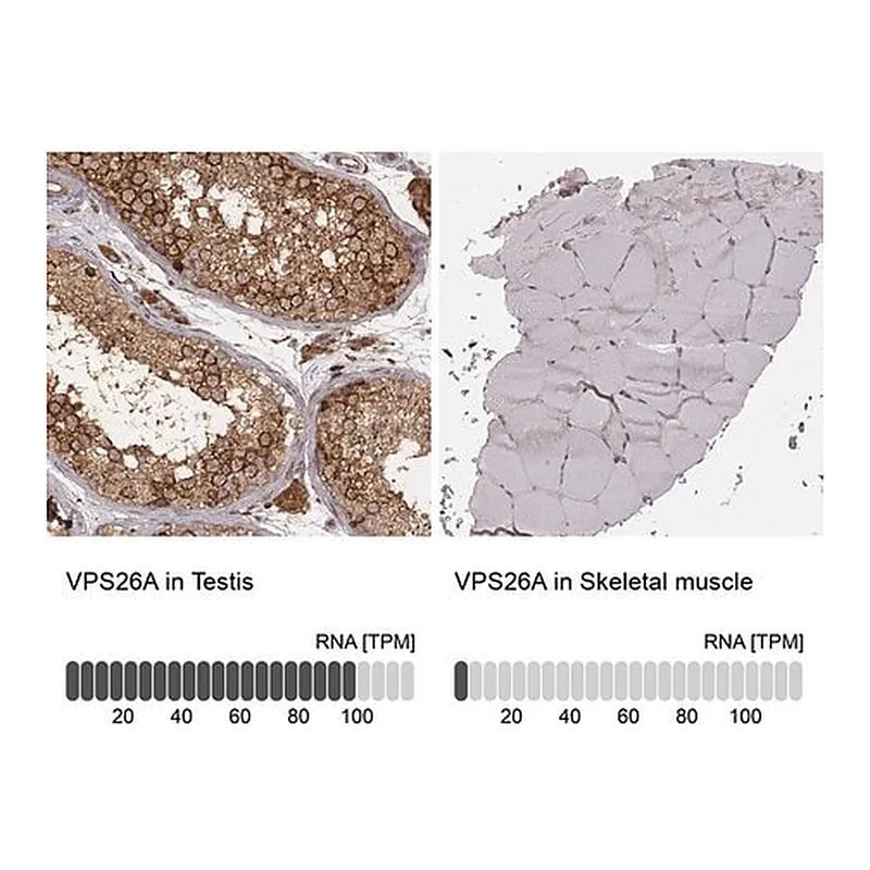 Merck Monoclonal Anti-VPS26A antibody produced in mouse