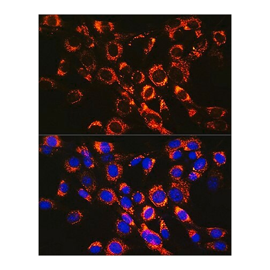 Merck Anti-RAB7 antibody produced in rabbit