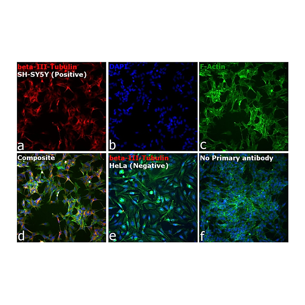 Thermo Fisher Scientific Goat anti-Mouse IgG2a Cross-Adsorbed Secondary Antibody, Alexa Fluor 546