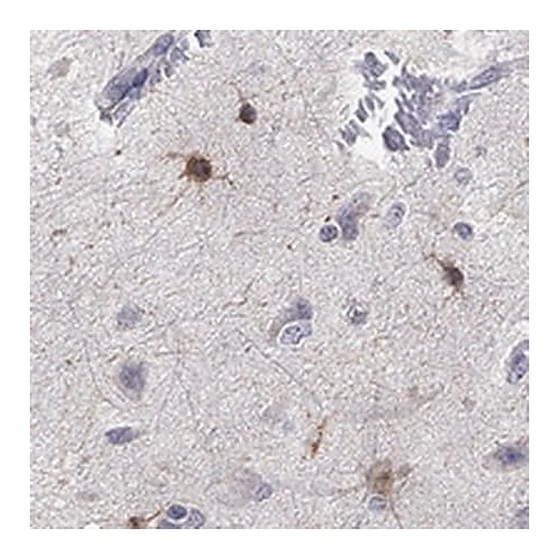 Merck Anti-TMEM169 antibody produced in rabbit