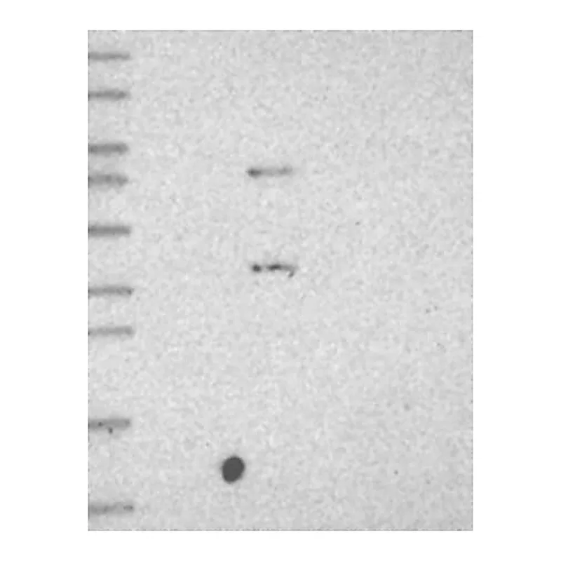 Merck Anti-C5AR1 antibody produced in rabbit
