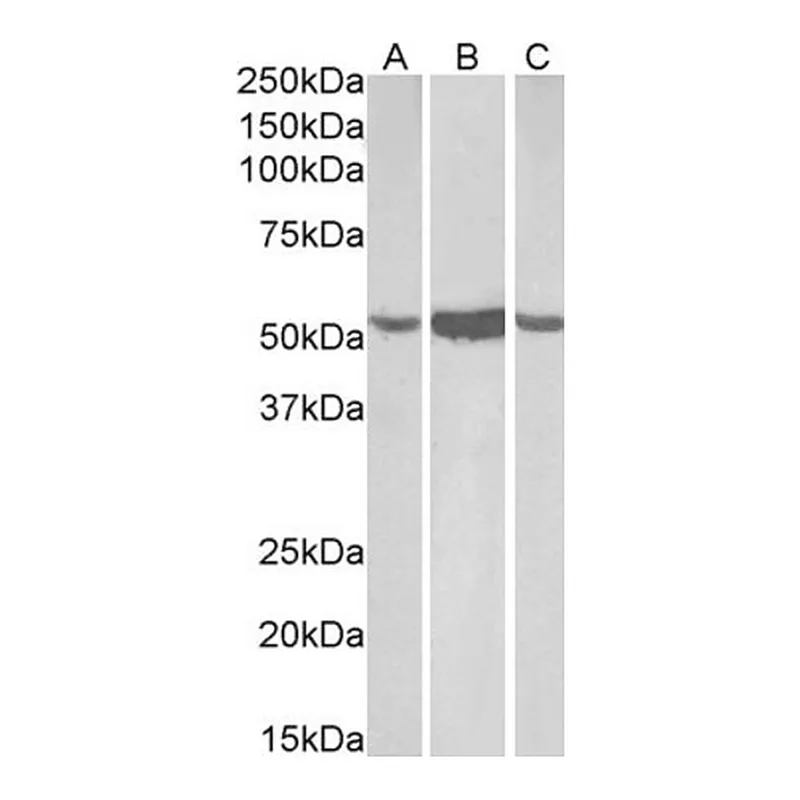 Merck Anti-ALDH1A1, C-Terminal antibody produced in goat