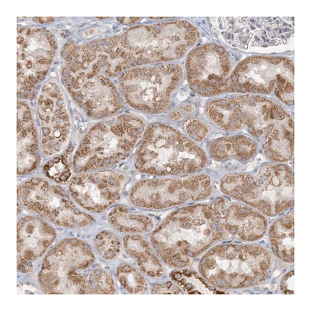 Merck Anti-MCAT antibody produced in rabbit