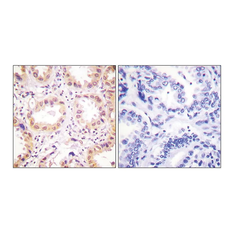 Merck Anti-NEDD8 antibody produced in rabbit