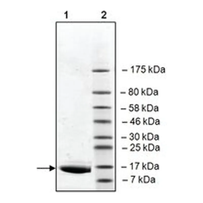 Merck BRD2 (65-187) HIS TAG HUMAN