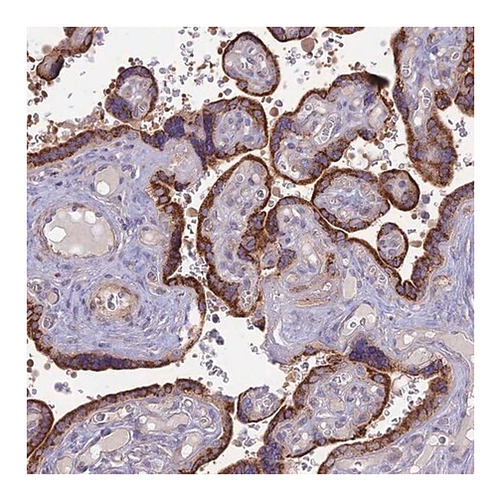 Merck Anti-PTCD2 antibody produced in rabbit